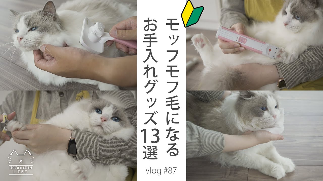 【猫初心者】買って良かった！モフモフ毛になるお手入れグッズ13選｜ラグドール猫 #87