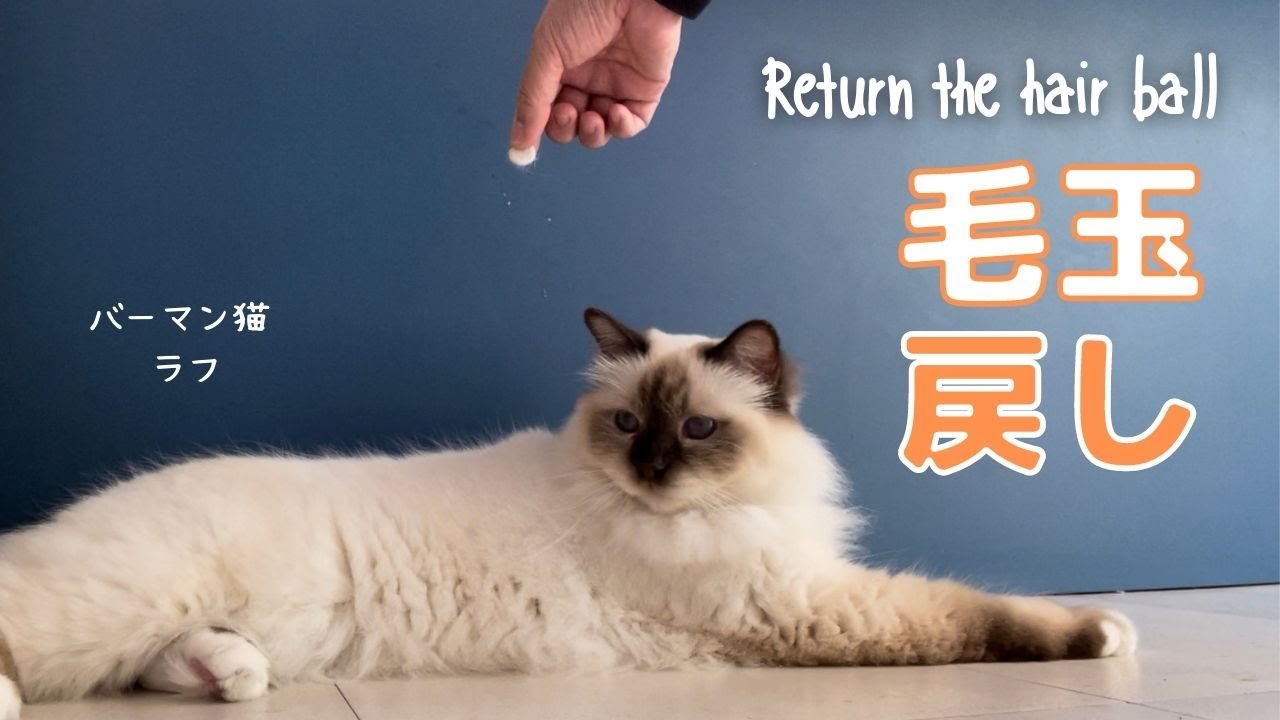 戻ったらわかるニャ【毛玉戻し】Return the hair ball （バーマン猫）Birman/Cat
