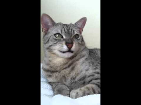 だいたいお返事ができるエジプシャンマウ