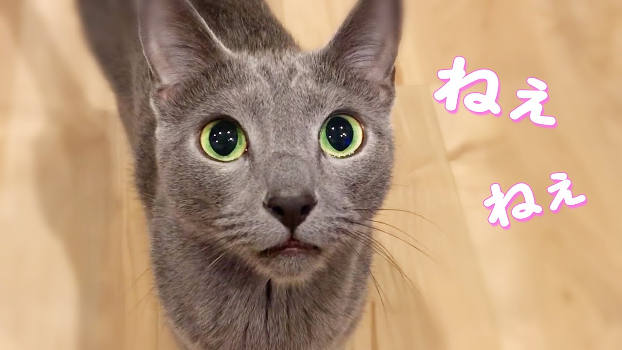 【ロシアンブルー】にゃあにゃあ鳴く猫_01 cat #Shorts