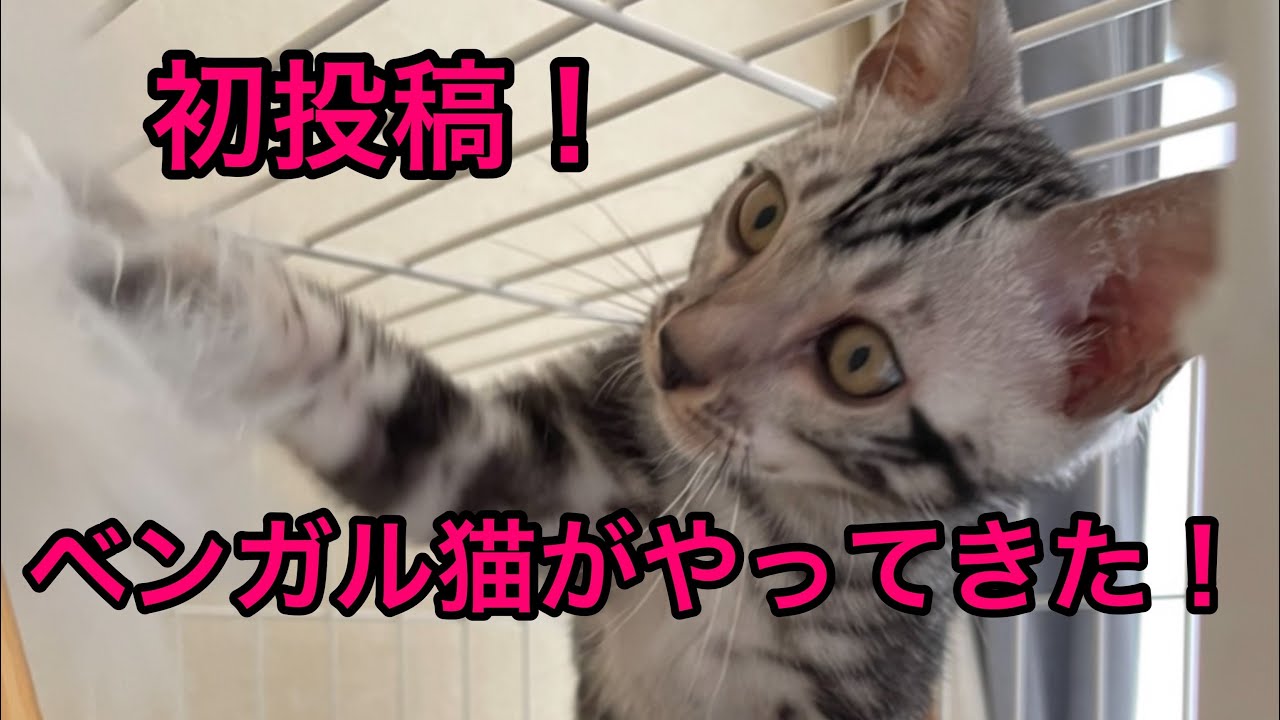 ベンガル猫がやってきました！①【初投稿】【ベンガル猫】【シルバーマーブル】