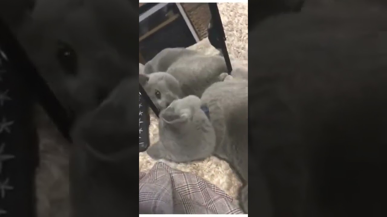 シャルトリュー 子猫 初めて見る鏡