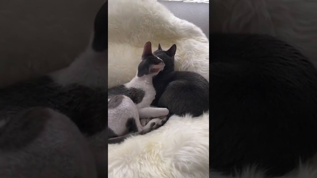 Cornish Rex Freddie has wonderful Life! Thank you Beatrix&Matthias!