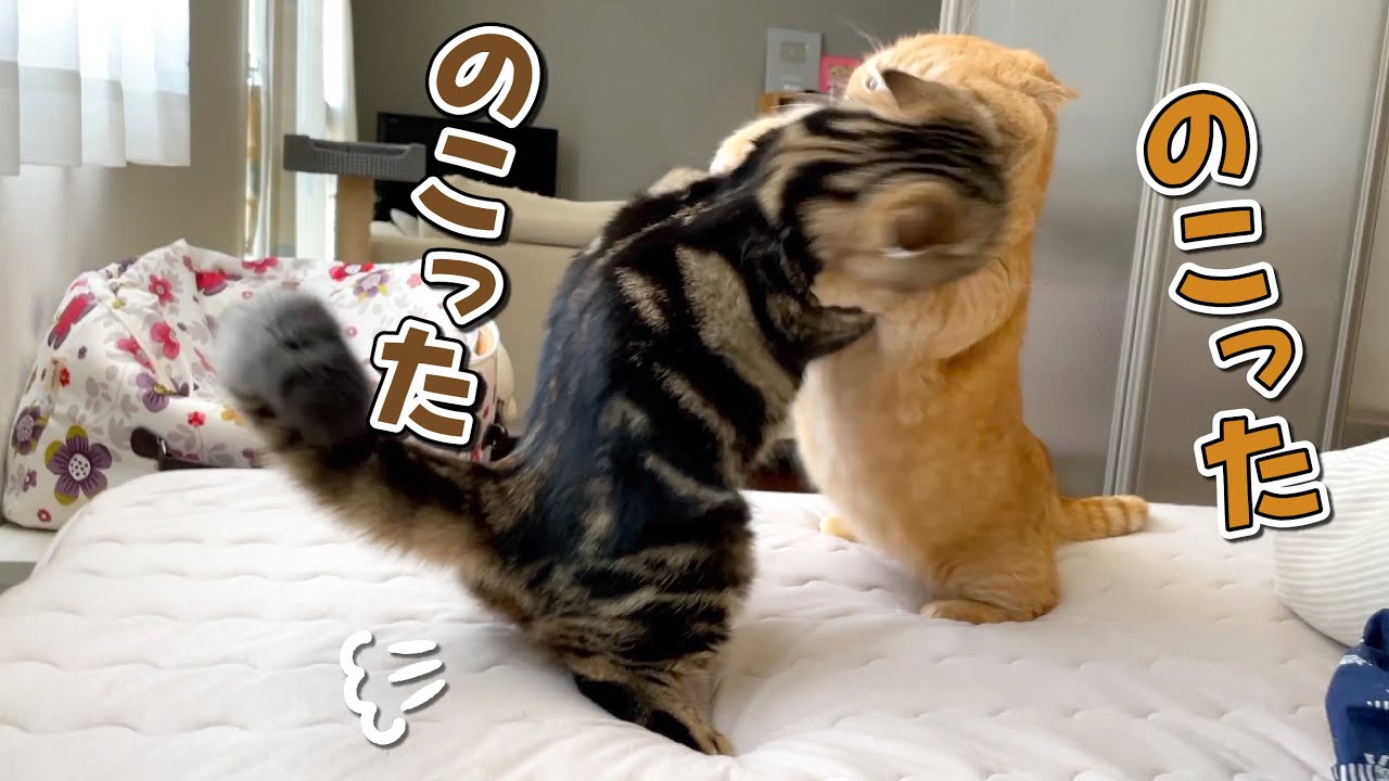 さっきまで仲良しだったのに何でそうなるかね？笑