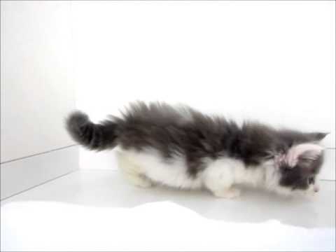 マンチカンBLWH♂12.25