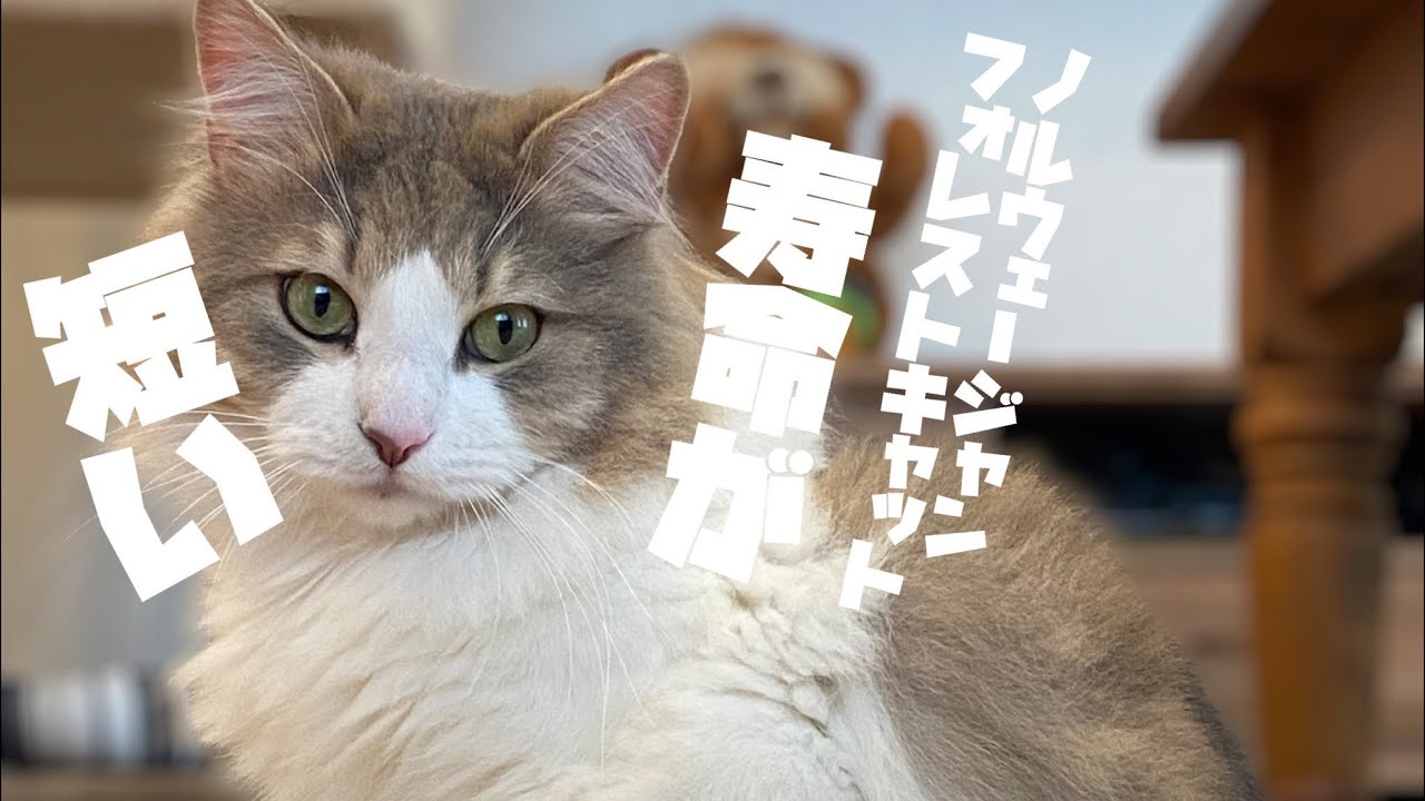 ノルウェージャンフォレストキャットは短命！！
