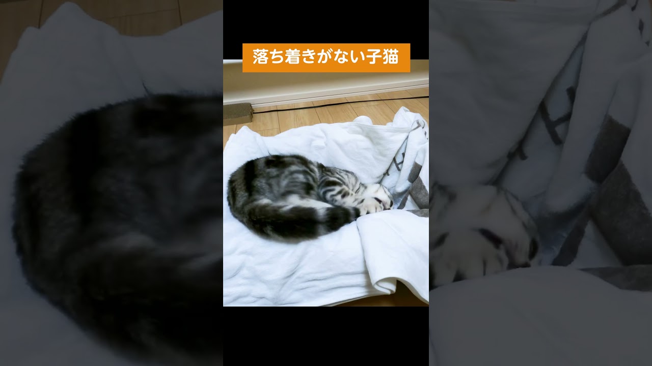 動きが素早すぎる子猫【アメリカンショートヘアー】 #shorts #こねこ #ねこ