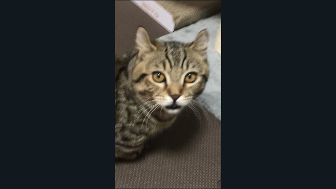 謎ジャンプからのクサ顔を披露する短足子猫が面白いｗ　/キンカロー　マンチカン×アメリカンカール　#Shorts