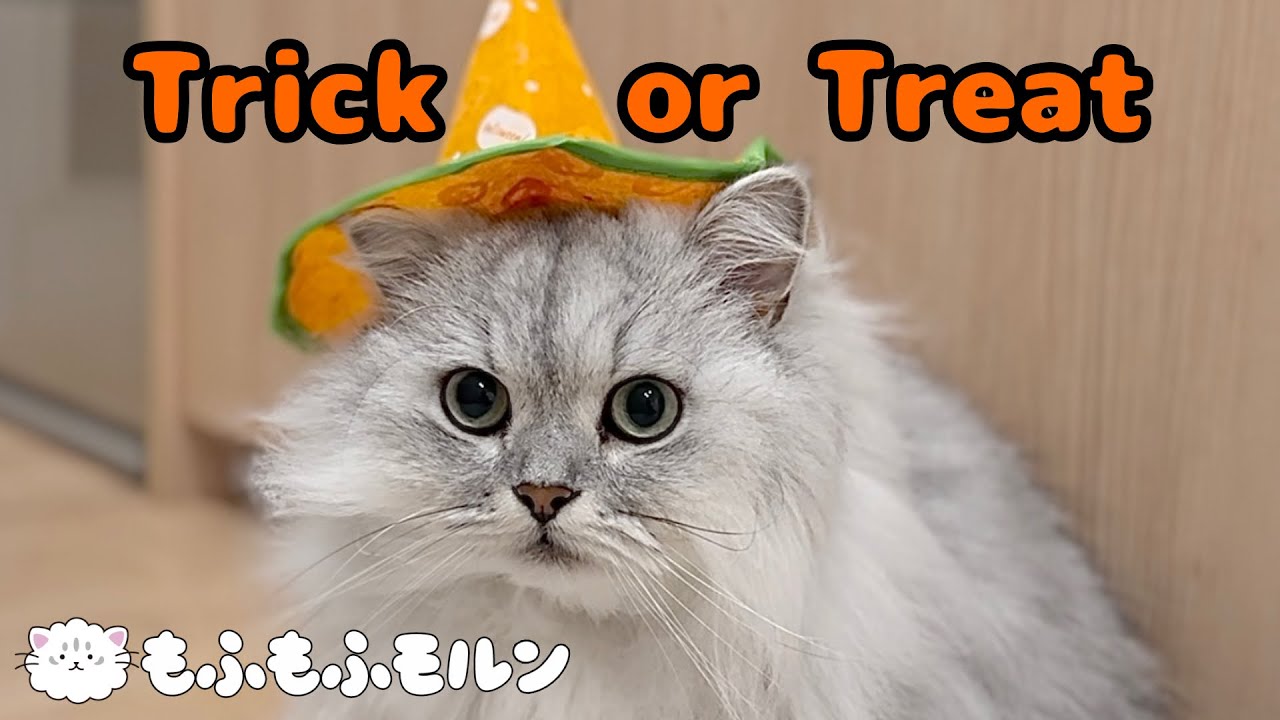 猫にもハロウィーンを満喫してもらいましょう 【サイベリアン】