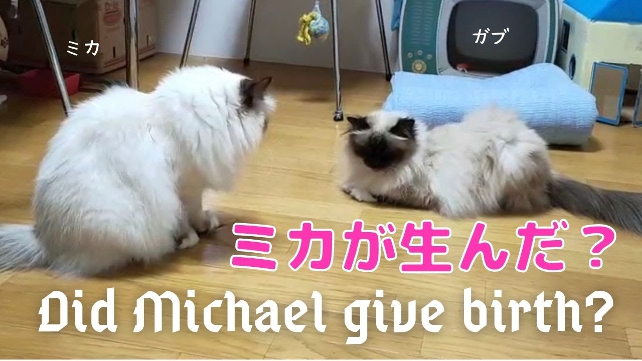 バーマン猫ガブがビックリ！【ミカが生んだ？】Did Michael give birth？（バーマン猫）Birman/Cat
