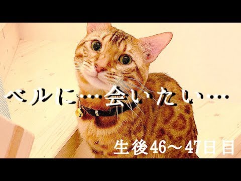 【生後46～47日目】会いたくて仕方ないベンガル親猫夫婦…ベルの子猫の成長記録