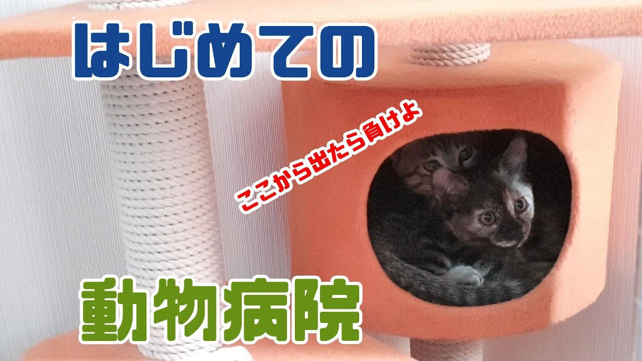 子猫兄妹がはじめて動物病院いった結果...