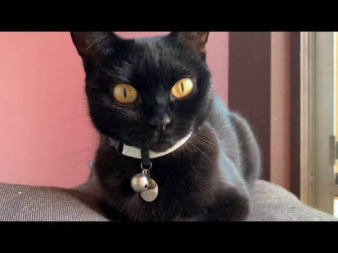 眠たそうな猫がオモカワだった！黒猫ボンベイBlack bombay cat