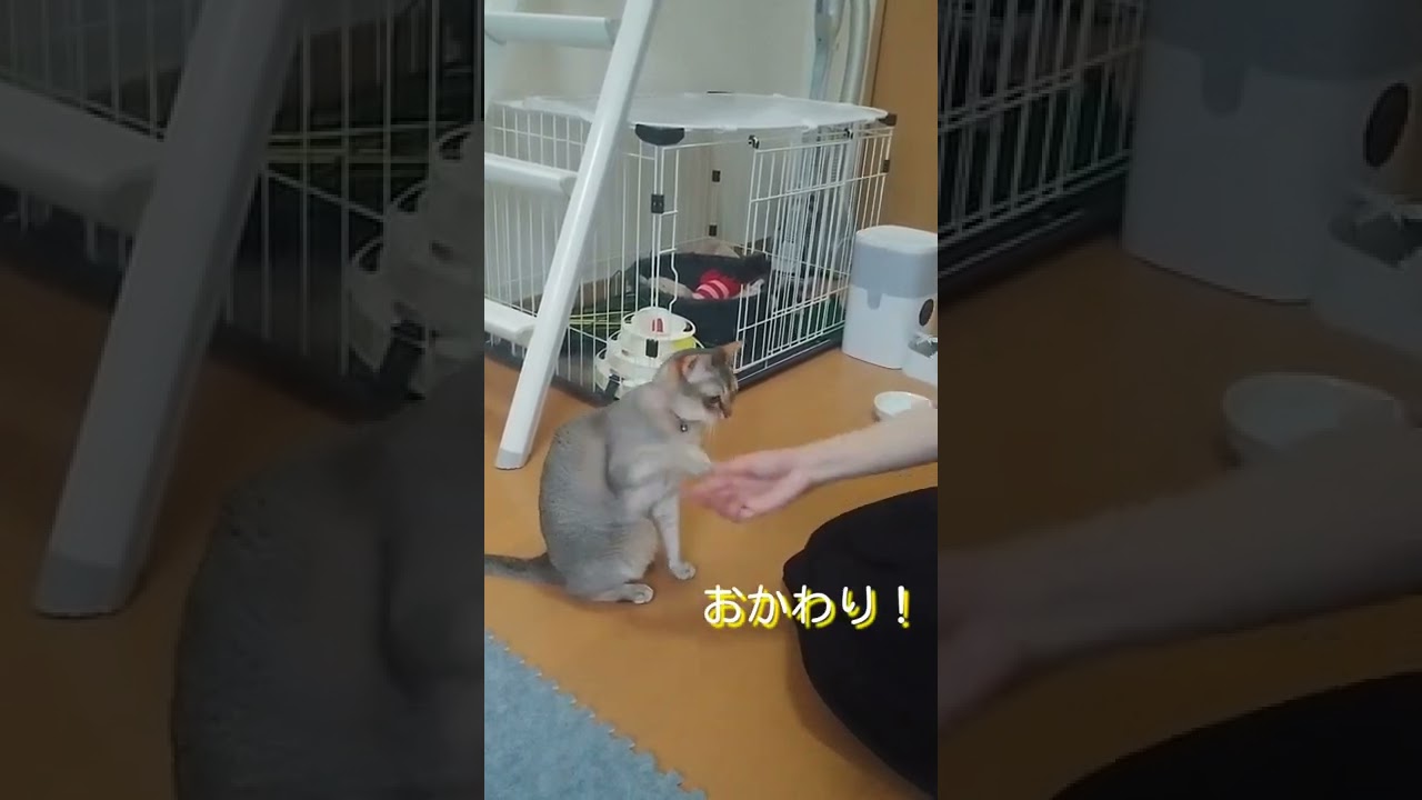かにかまでお手するシンガプーラ猫　#shorts