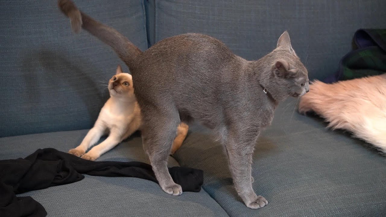 【ロシアンブルー】先輩猫のしっぽで勝手に遊ぶ子猫【トンキニーズ】