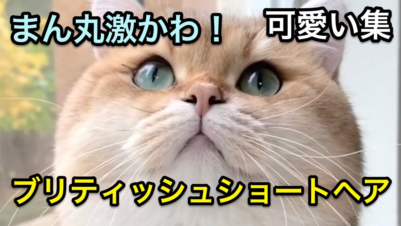 【猫】超まん丸！！可愛すぎるブリティッシュショートヘアの可愛いシーン集【かわいい】