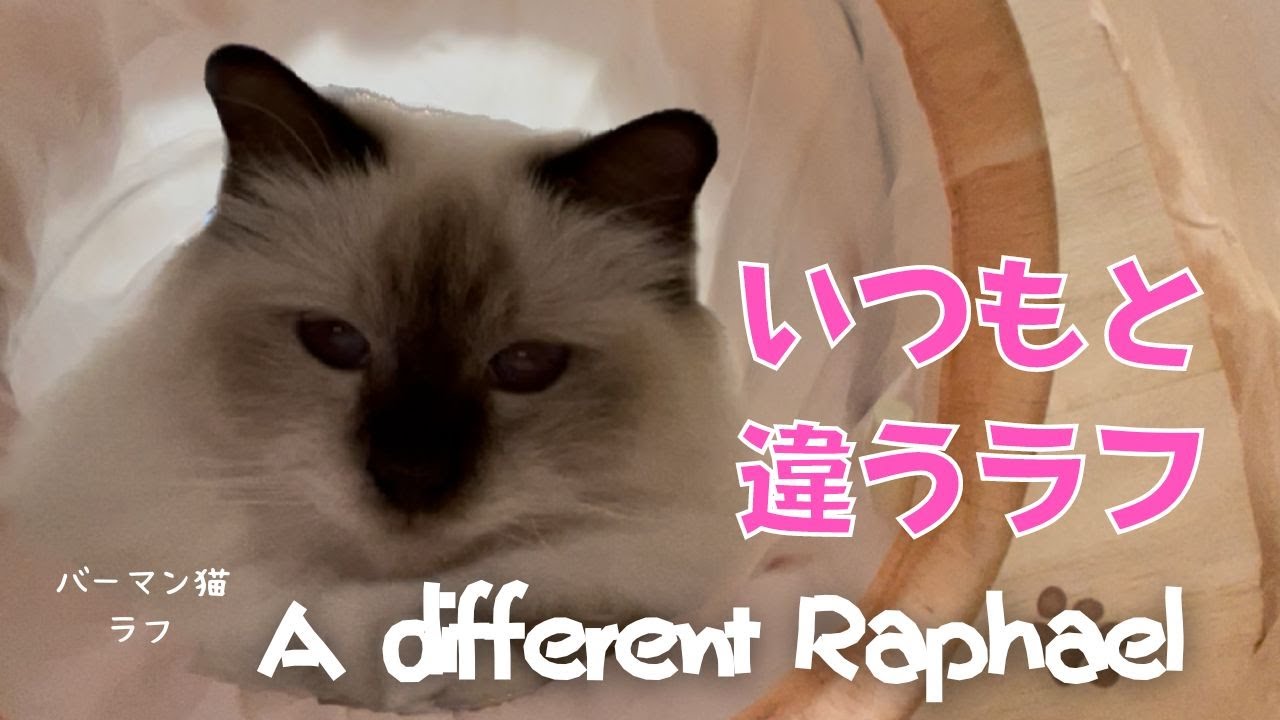 テンション低め【いつもと違うラフ】A different Raphael（バーマン猫）Birman/Cat