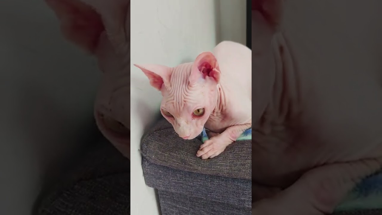 珍しいスフィンクス猫🐈 #shorts