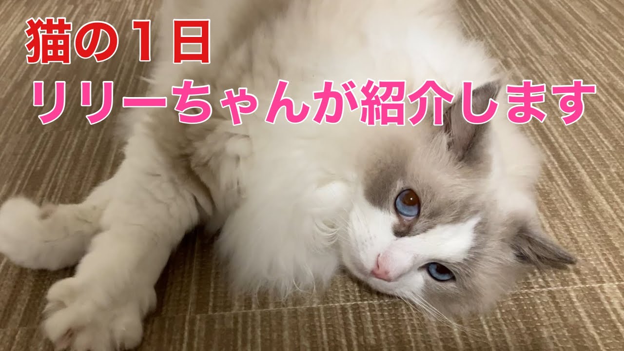 【ラグドールのリリー】猫の１日をリリーちゃんがご紹介します