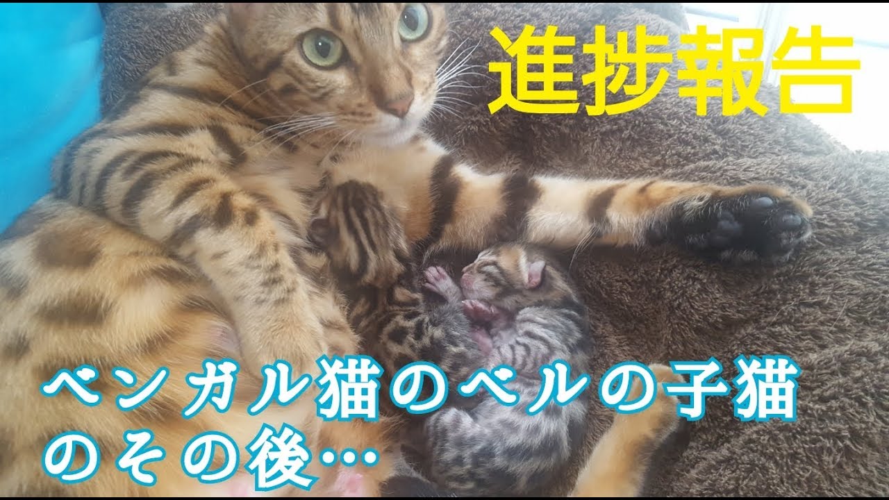 ベンガル猫のベルが出産した2匹の子猫のその後…