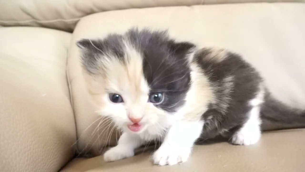 セルカークレックス子猫　2022.9.30産まれ 　キャリコ　三毛猫　女の子　シーダキャット猫のお店