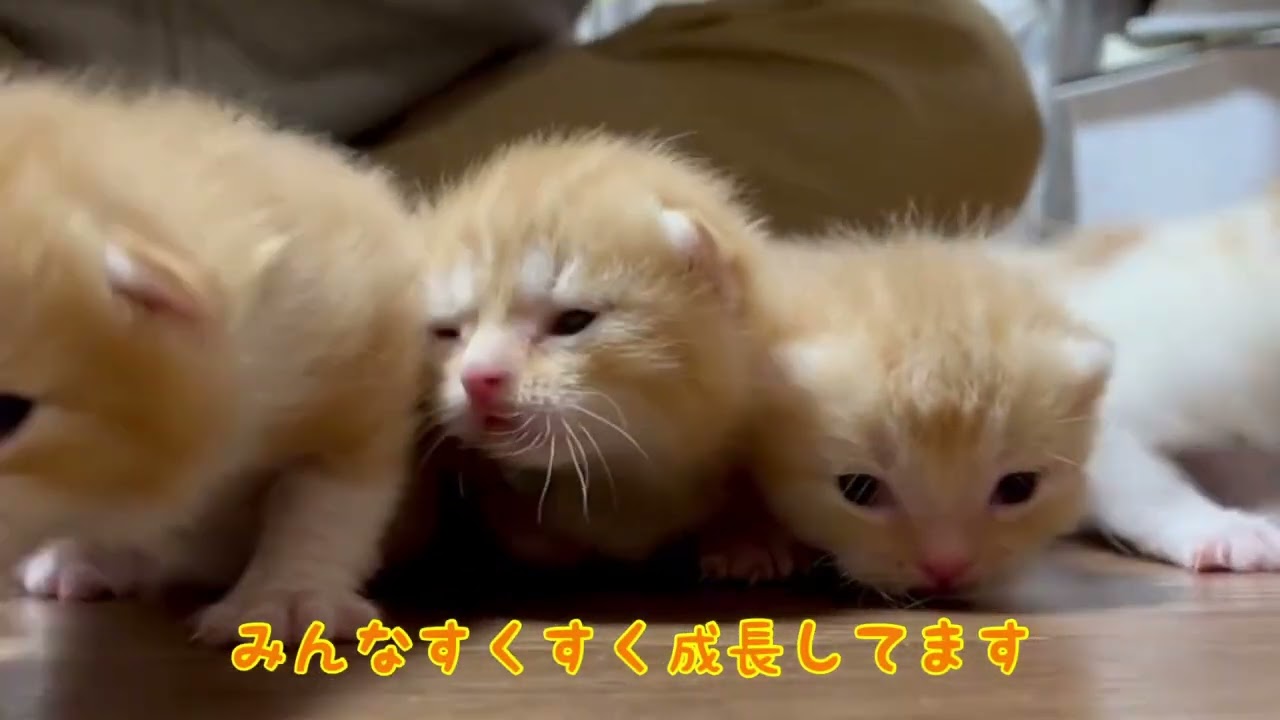【子猫 マンチカン】お目目開いた5ベビーズが可愛すぎた