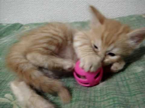 ターキッシュアンゴラ　レッドタビーの男の子　生後33日目