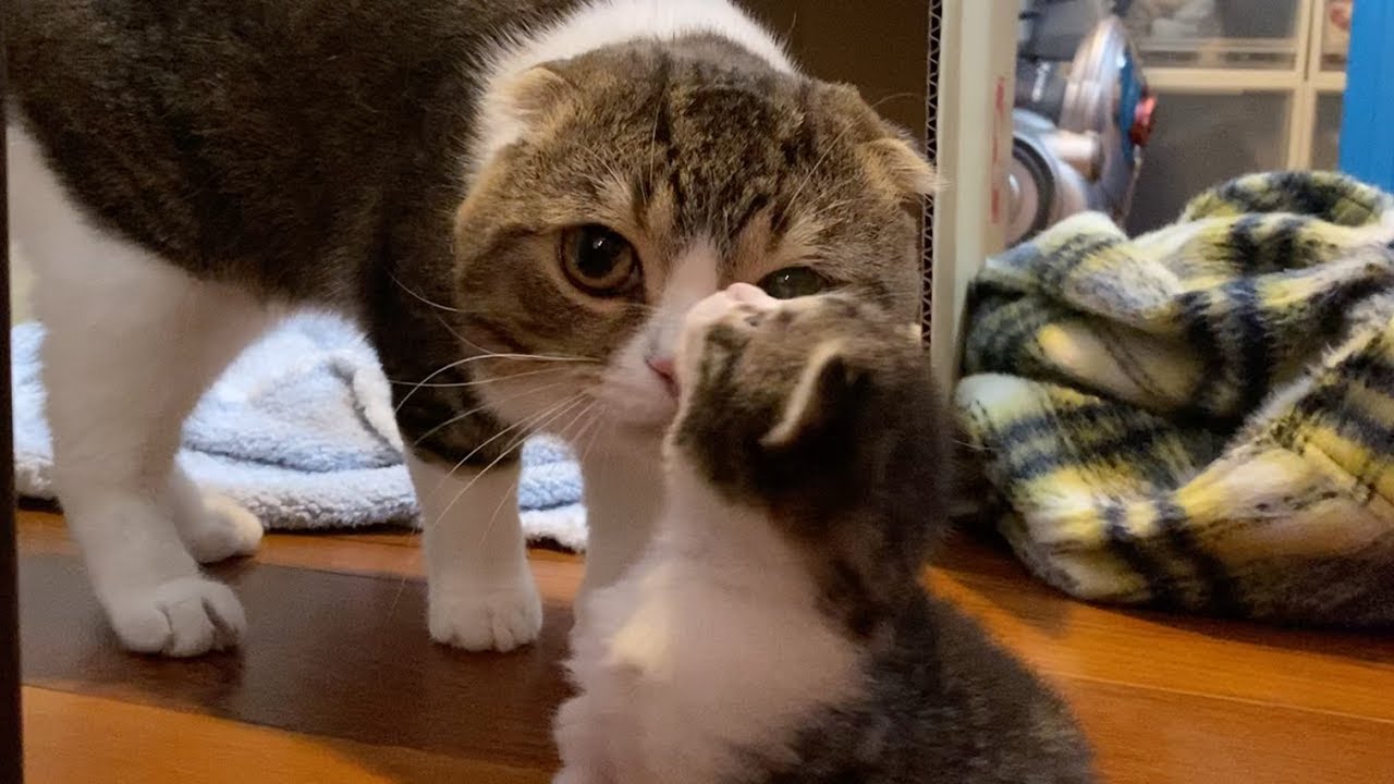 【猫】子猫達に会いに来たぽこ太郎【スコティッシュフォールド】