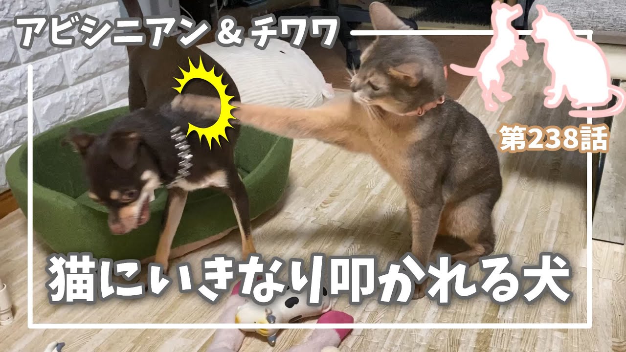 [238話] (チワワ&アビシニアン) 猫にいきなり叩かれる犬