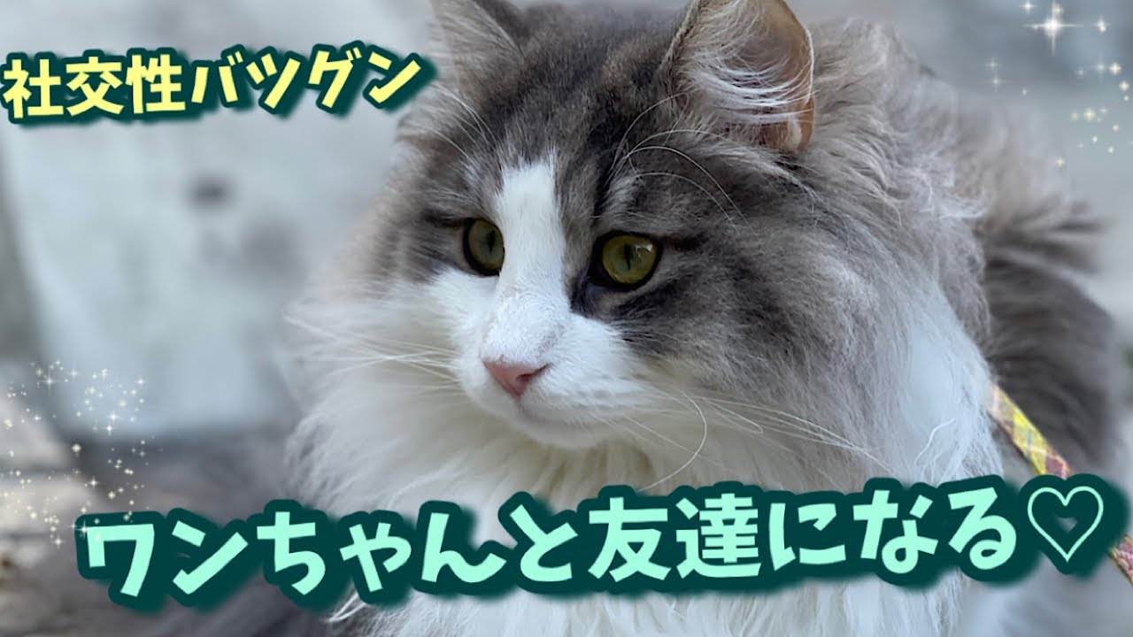 超社交的なノルウェージャンフォレストキャット！ワンちゃんでもヘッチャラです♡【猫の性格】