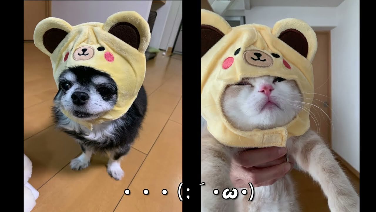 飼い主に失望する2匹　スコティッシュフォールド　ロングコートチワワブラックタン