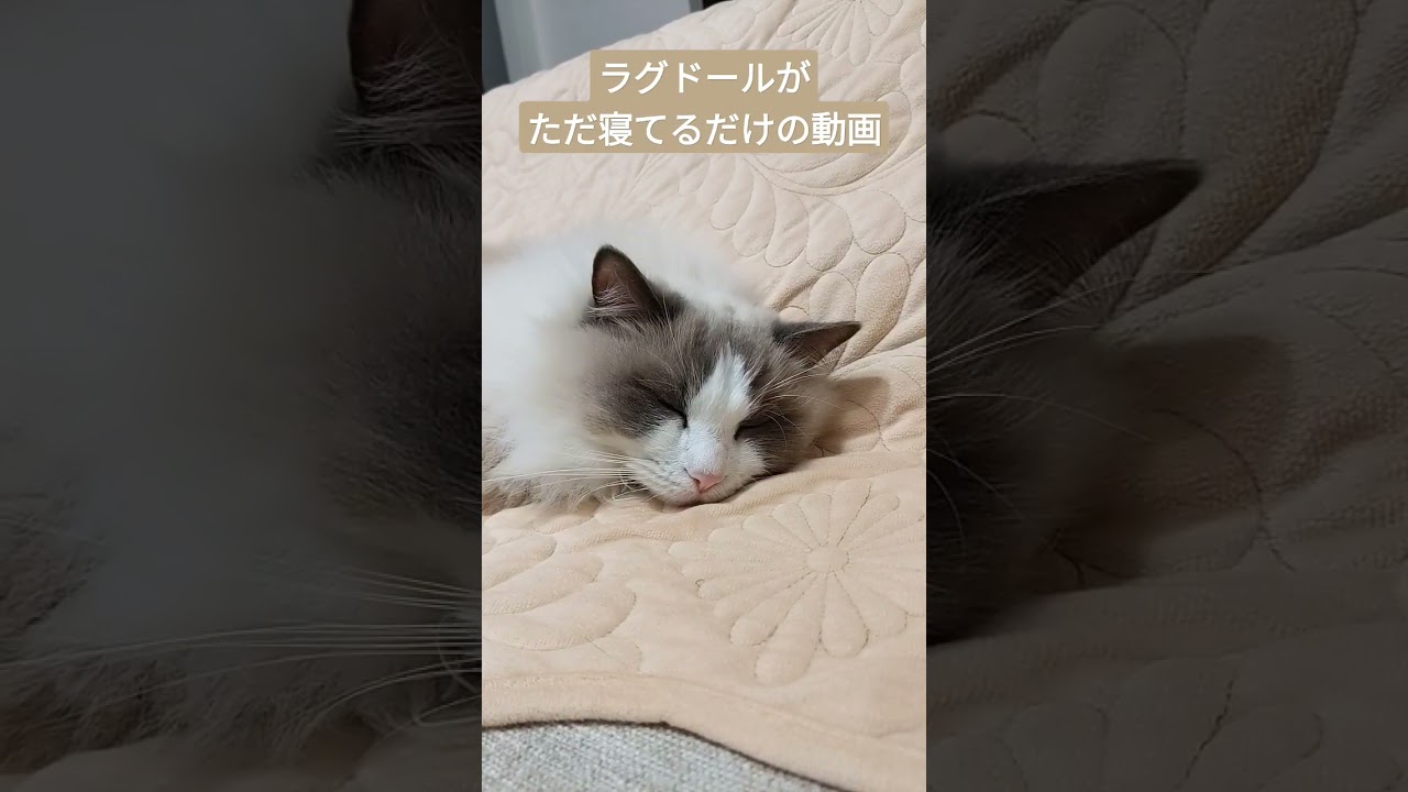 ラグドールがただ寝てるだけの動画　#shorts