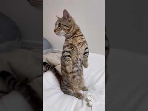 マンチカン立ちするジェネッタ猫（ベンガル×マンチカン）集 #Shorts