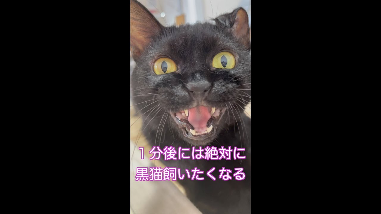 １分後には絶対に黒猫飼いたくなる#Shorts