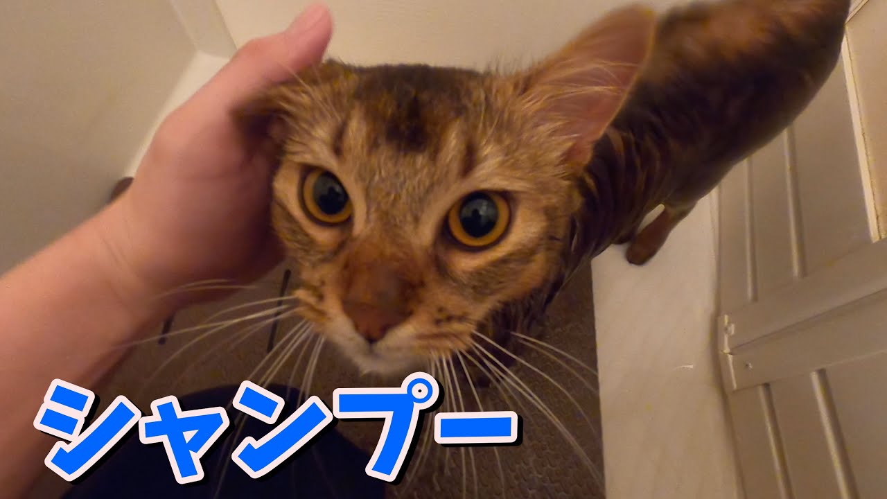久しぶりのシャンプーに悪戦苦闘した結果・・【ソマリ】
