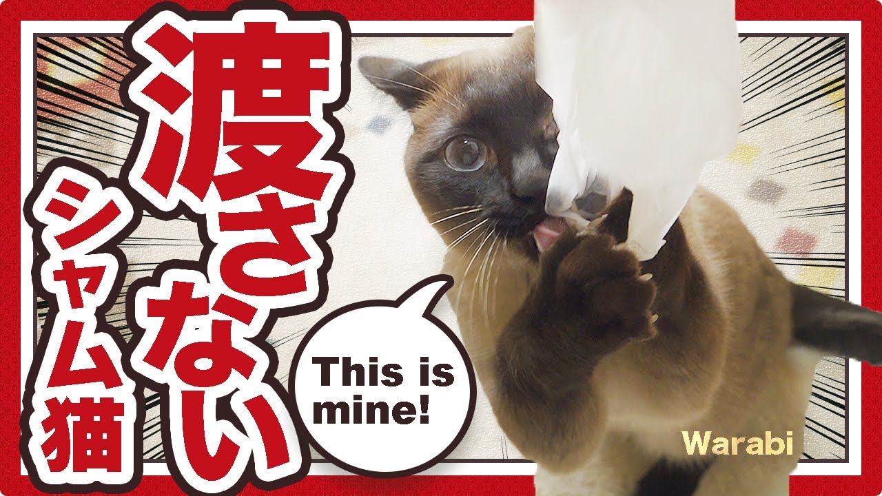 渡さないシャム猫