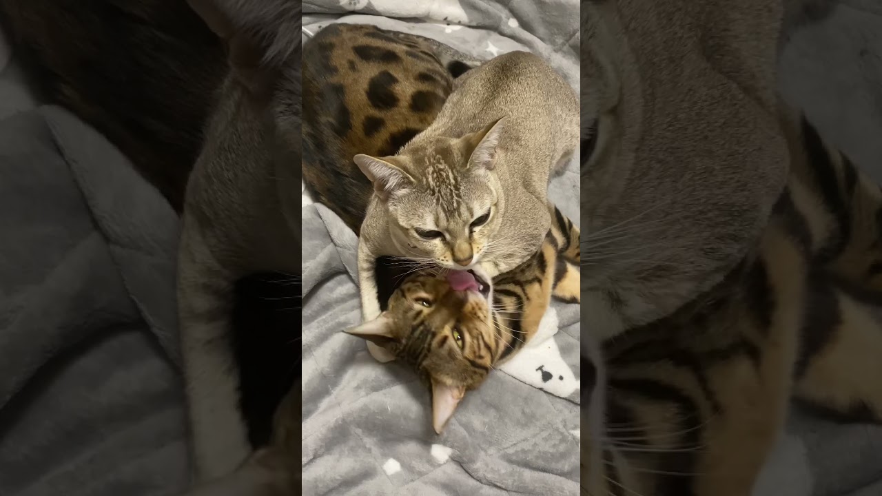 ベンガル猫で強引に暖をとるシンガプーラ