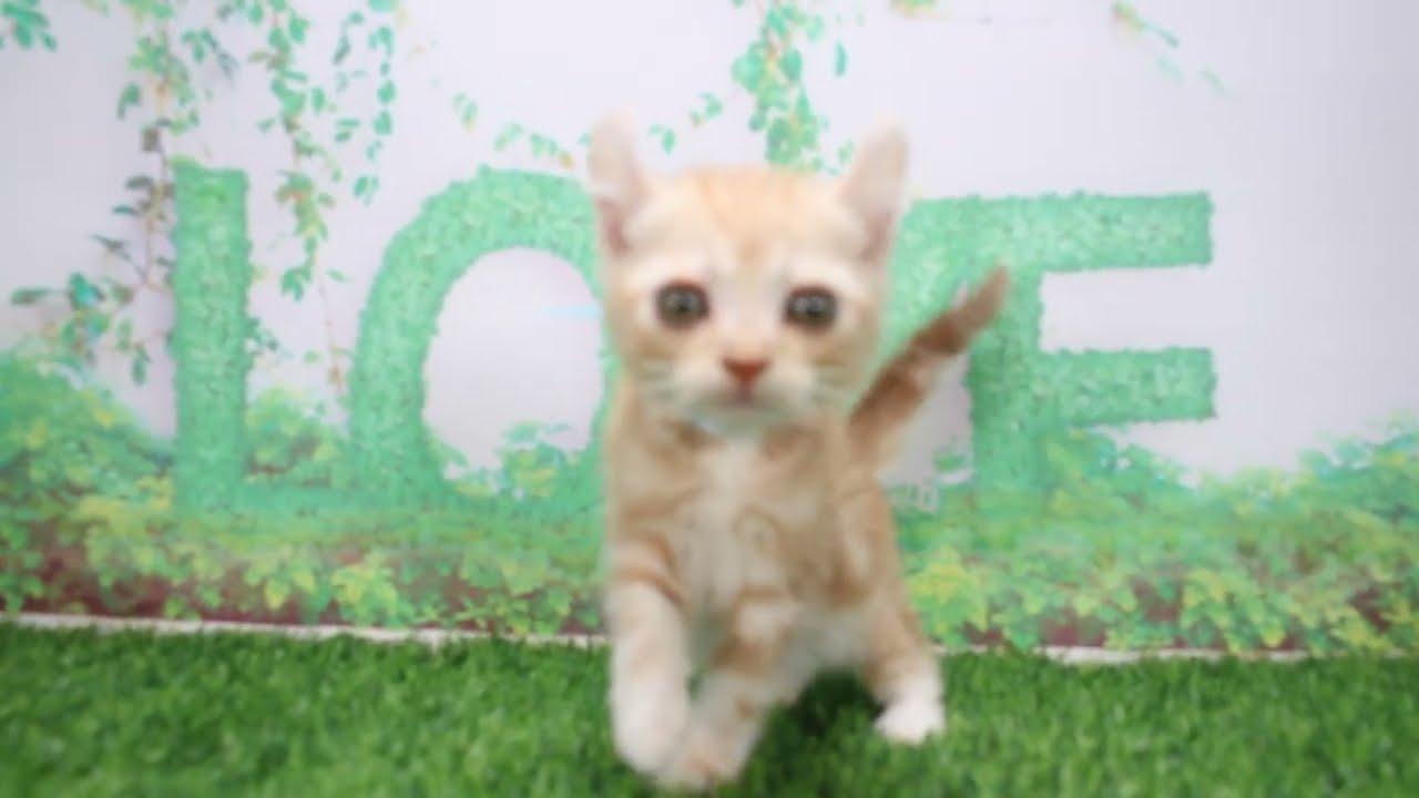 Coo&RIKU　No609189　アメリカンカール