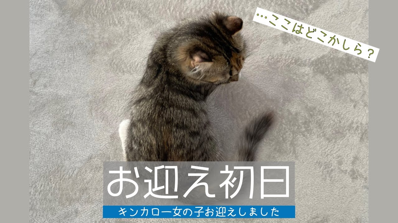 派遣社員猫を飼う –キンカローの子猫をお迎えしました–