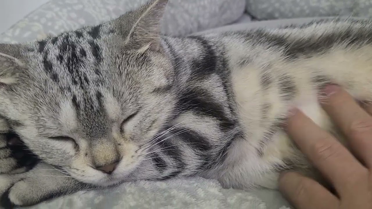 なこちゃん。😃❤️😃可愛い❤️【アメリカンショートヘアー】