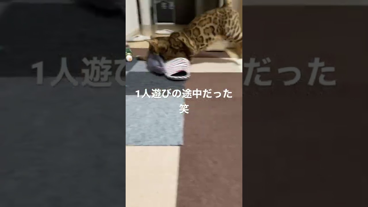 受け身のプロ #こむぎ #ベンガル #ベンガル猫