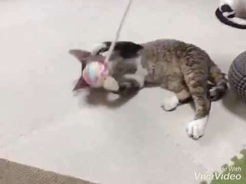 デボンレックスお遊び中☆