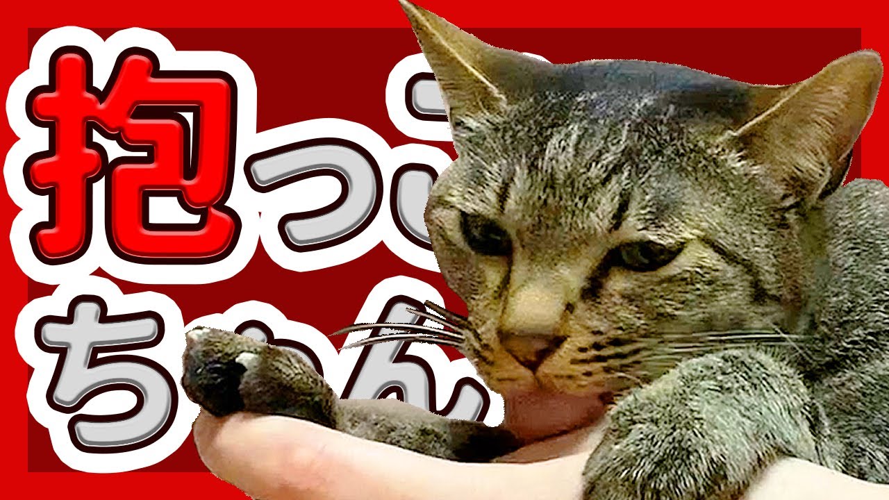 抱っこがとても大好きな甘えん坊猫/キジトラ猫 日本猫