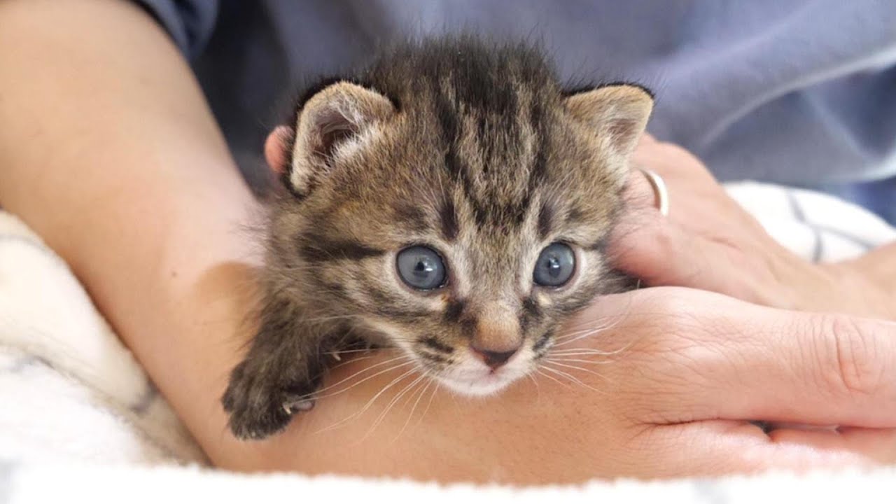 ママに気づいた子猫がおじさんの腕から急いで飛び出す【赤ちゃん猫　保護猫】