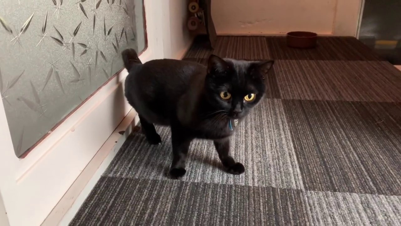 猫ルーシーに発情期がきた☆黒猫ボンベイ