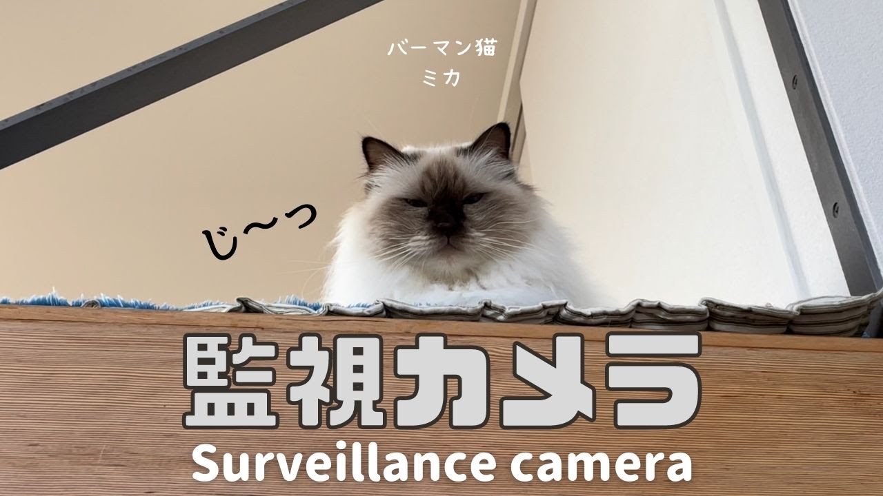 ロフトから見おろすバーマン猫ミカ【監視カメラ】Surveillance camera（バーマン猫）Birman/Cat
