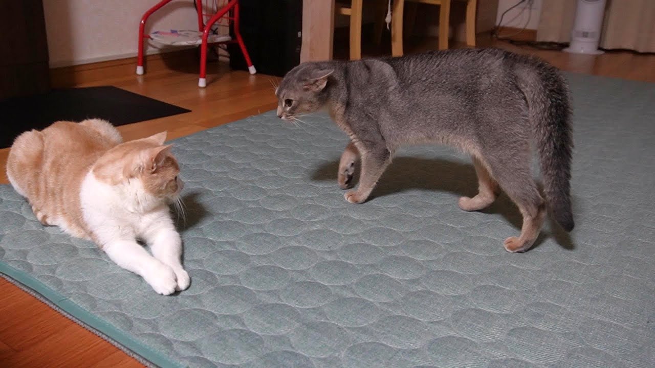 やんのか先輩にやんのかステップした結果【スコティッシュフォールド】【アビシニアン】