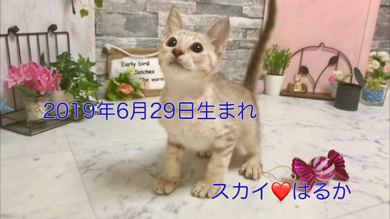 【ナナハチ’s ROOM】オシキャット 超希少☆ラベンダーシルバーの男の子 20190924