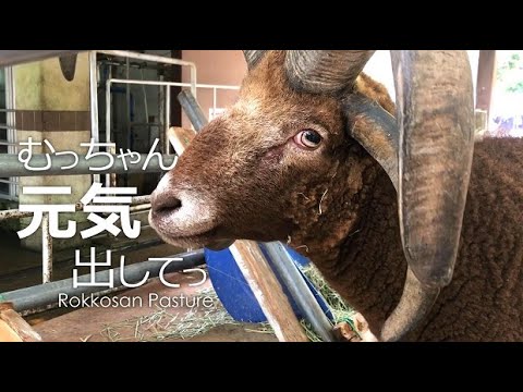 むっちゃん元気出して!!【六甲山牧場】ひつじ女子にフラれてテンション低いマンクスロフタンのむっちゃんに元気出して欲しい