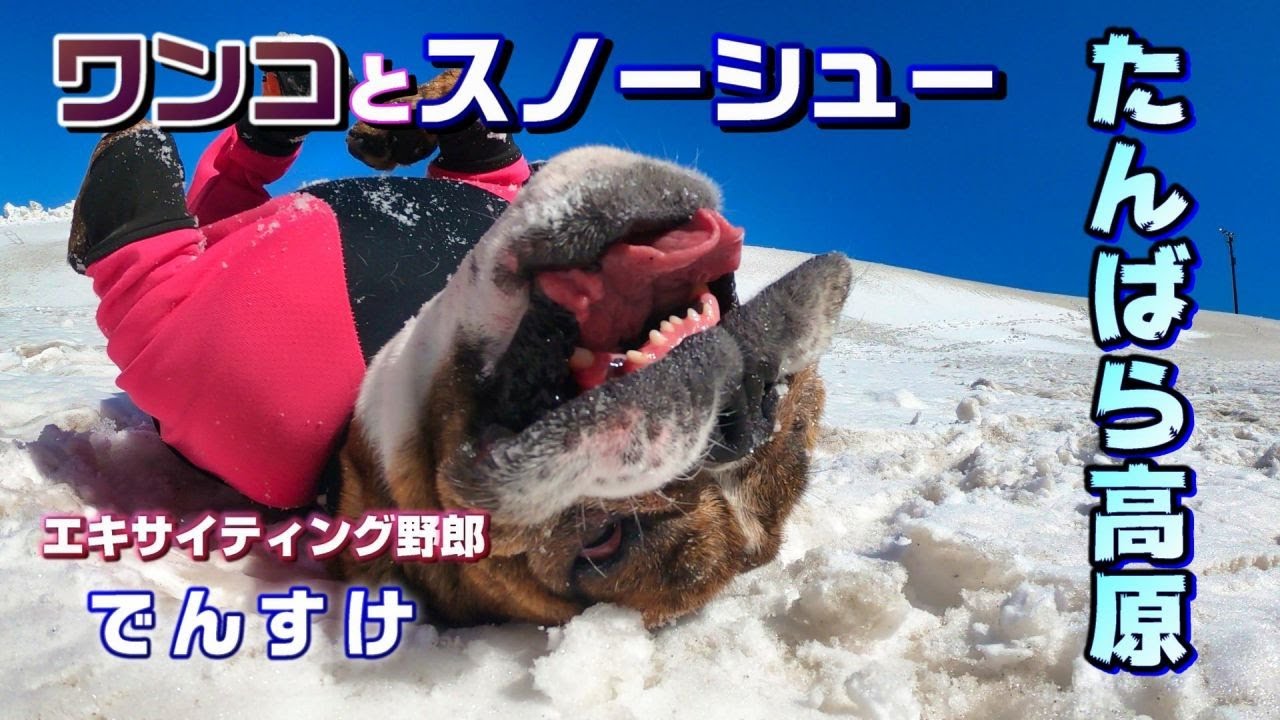 ワンコと雪原スノーシューハイク【たんばら高原】2021.2.28 【4K】